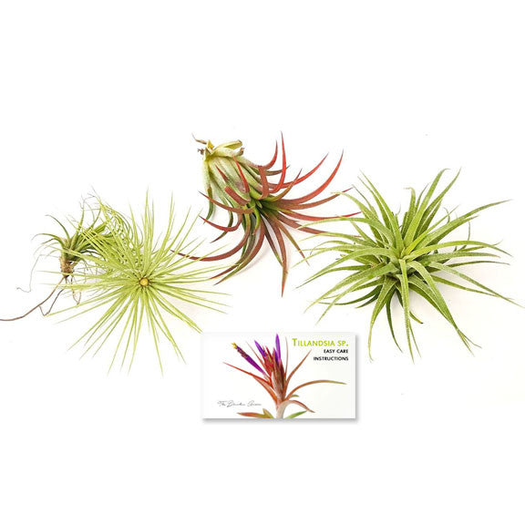 Air Plant Variety Pack (3, Small 1-2")