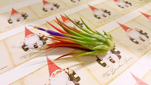 Air Plant Variety Pack (10, Small 1-2")