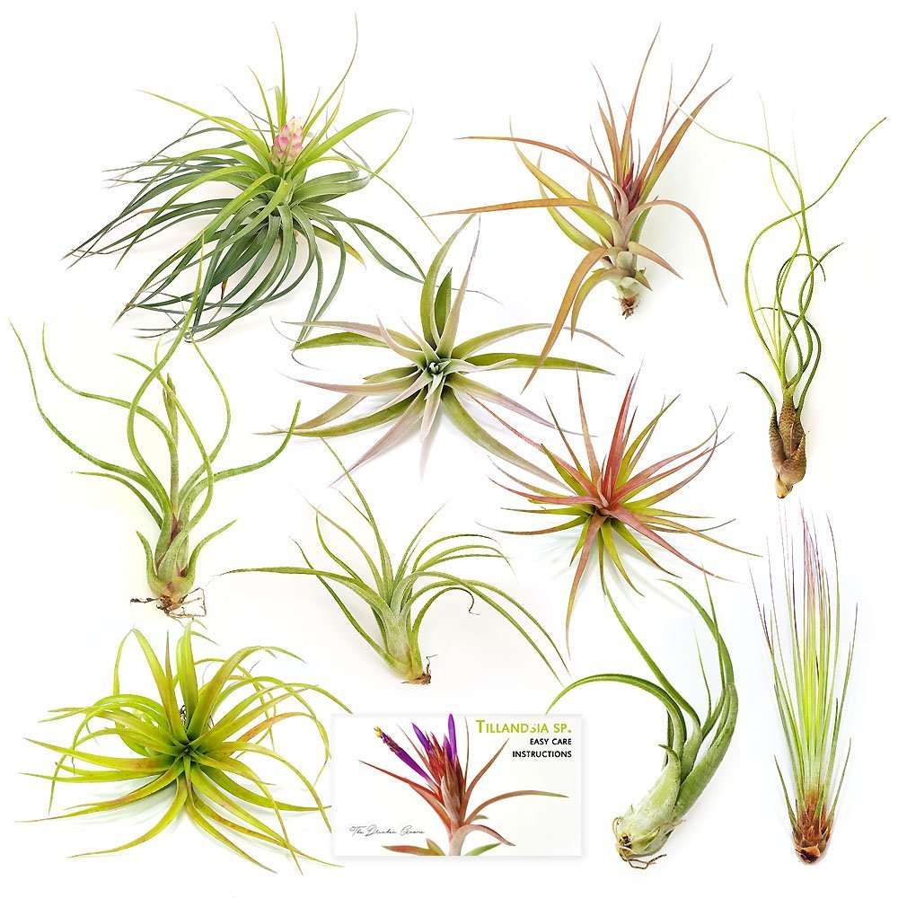 vining air plant Air Plant Variety Pack (10, Large 4-5"+)
