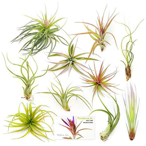 Air Plant Variety Pack (10, Large 4-5"+)