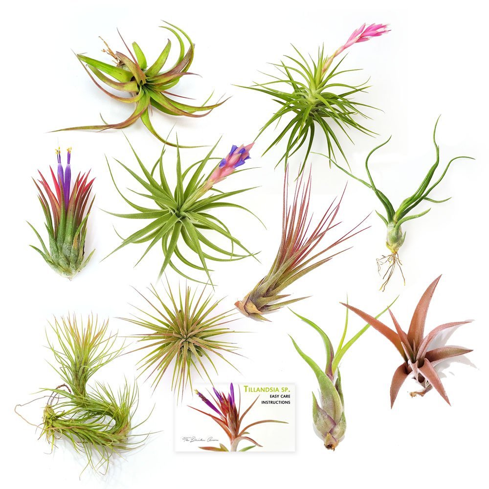 can air plants grow outside Air Plant Variety Pack (10, Medium 3"+)