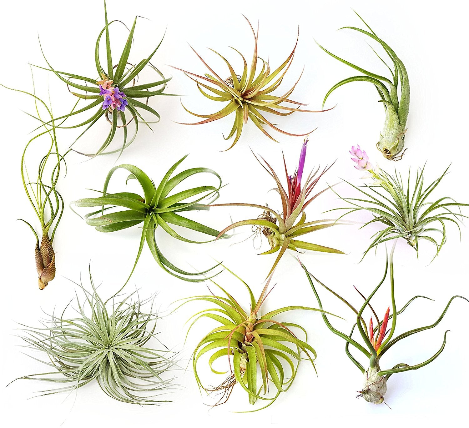 extra large air plants Air Plant Variety Pack (10, X-Large 6"+)