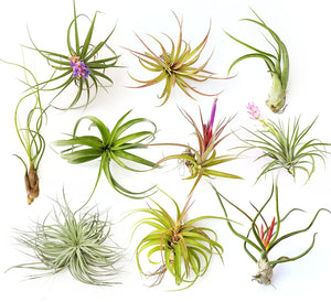 Air Plant Variety Pack (10, X-Large 6"+)