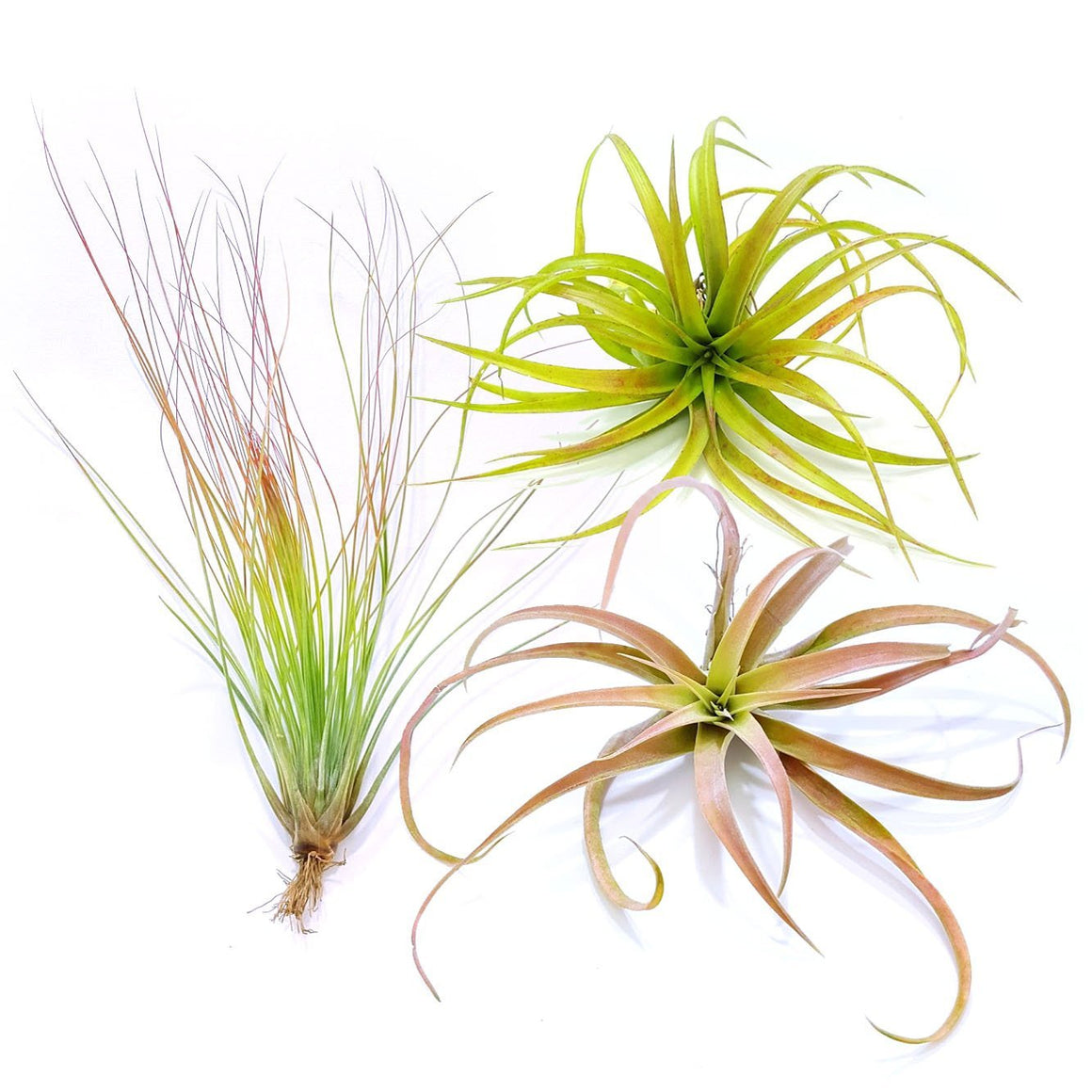 air plants edmonton Air Plant Variety Pack (3, Medium 3"+)