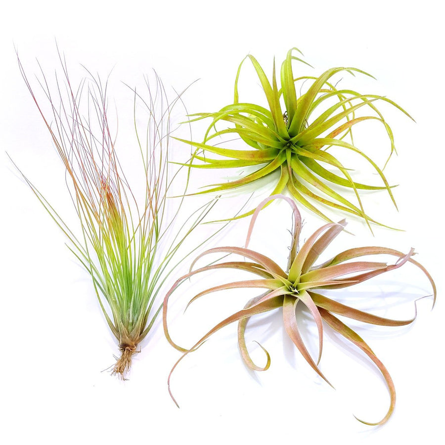 Air Plant Variety Pack (3, X-Large 6"+)