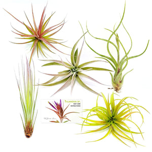 Air Plant Variety Pack (5, Large 4-5"+)