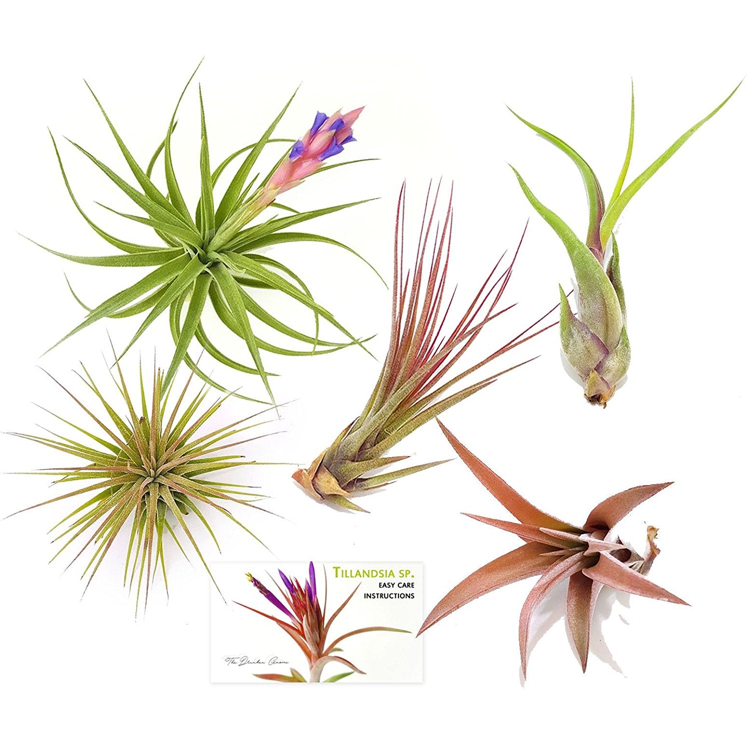 drunken gnome air plant Air Plant Variety Pack (5, Medium 3"+)