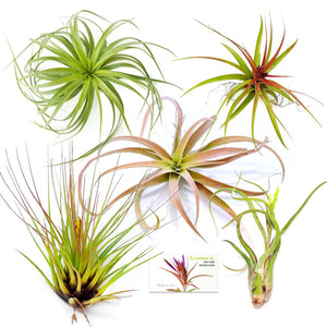Air Plant Variety Pack (5, X-Large 6"+)