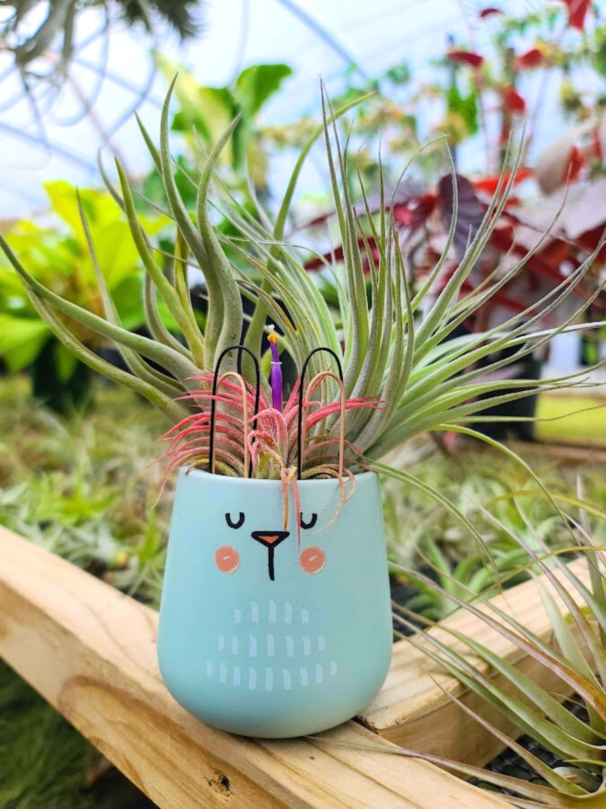 bunny succulent pot Blue Bunny Pot Air Plant Bouquet