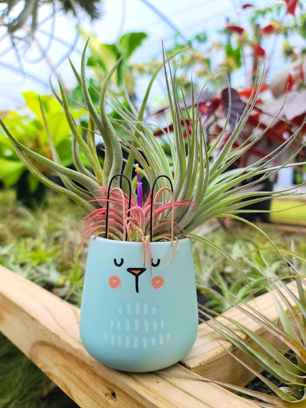plastic air plants Air Plant Bouquet w/ Face Pot Holder