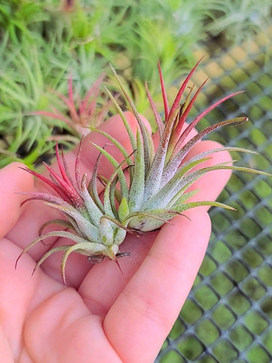 Sellers Choice- Small Ionantha Fuego