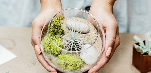 air plant gift box Air Plant Variety Pack (3, Small 1-2")