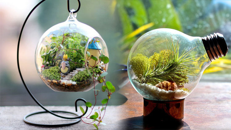 light bulb air plant Air Plant Variety Pack (10, Small 1-2")